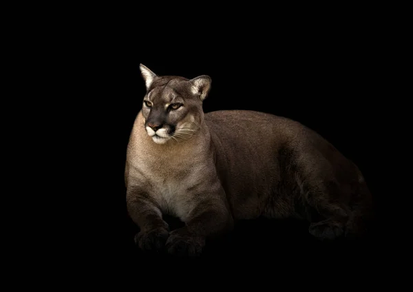 Puma en fondo oscuro — Foto de Stock