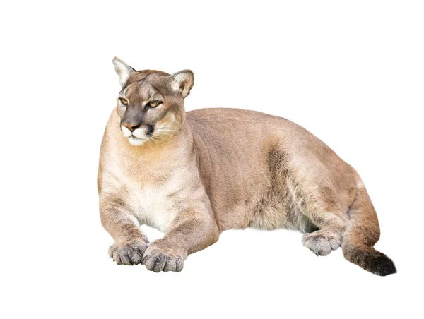 Puma elszigetelt fehér background — Stock Fotó