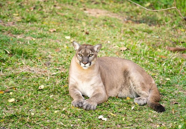 Puma lub kocica spoczywająca na zielonej trawie — Zdjęcie stockowe