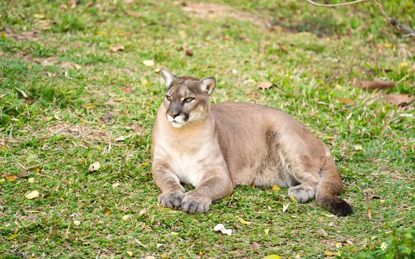 Puma ou puma descansando na grama verde — Fotografia de Stock