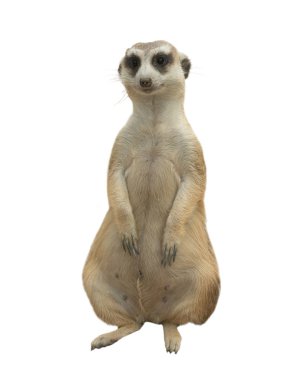 izole çöl faresi (Suricata suricatta)
