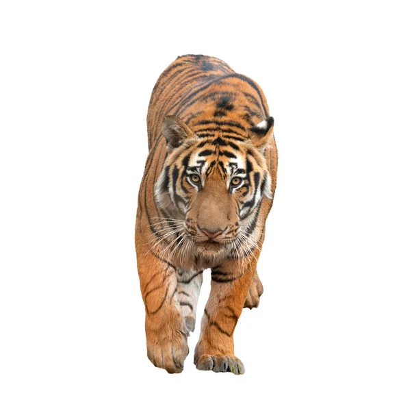 Bengalski Tygrys na białym tle — Zdjęcie stockowe