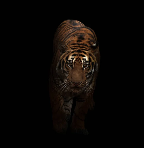 Tigre bengala no escuro — Fotografia de Stock