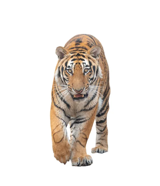 Tygr bengálský izolované — Stock fotografie
