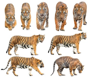 Bengal kaplanı beyaz arka planda izole edilmiş.