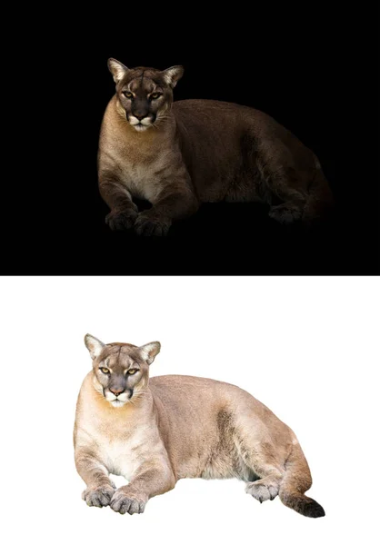 Puma oder Puma auf dunklem und weißem Hintergrund — Stockfoto