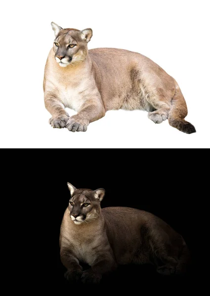 Puma ou cougar em fundo escuro e branco — Fotografia de Stock