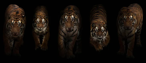 Tiger (Panthera tigris) in dark background — Stock Photo, Image