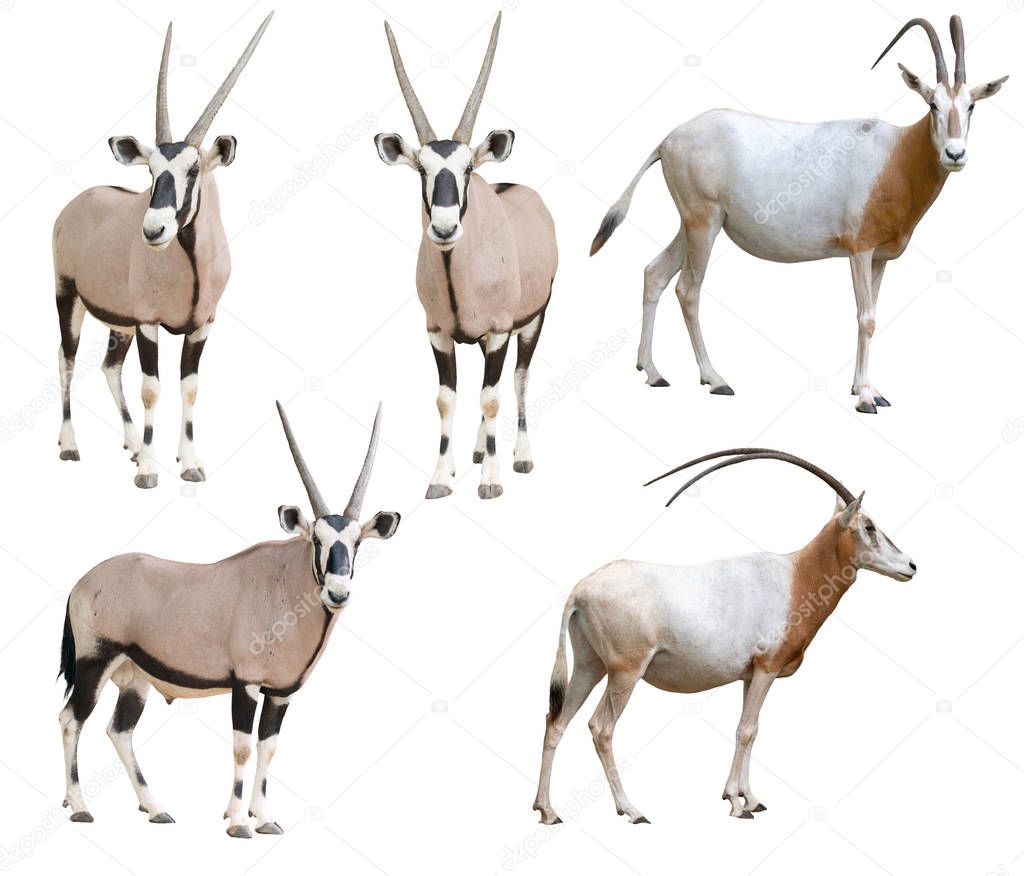 scimitar horned oryx and gemsbok isolated 