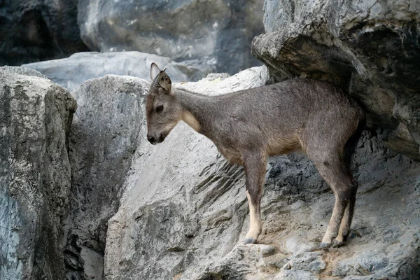 Goral Naemorhedus Goral Standing Rock — Stock Photo, Image