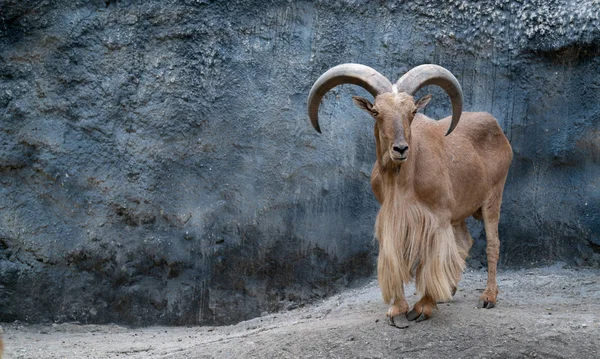 Barbary sheep — Stock Photo, Image