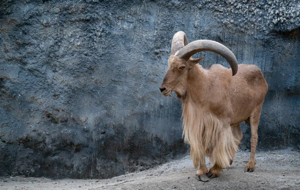 Berberi koyunu — Stok fotoğraf