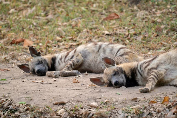 Hyena bergaris-garis tidur — Stok Foto