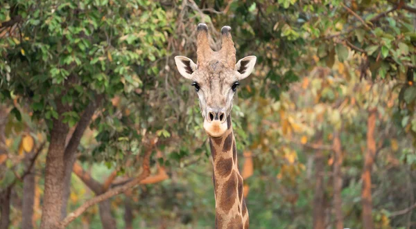 Fechar de uma cabeça de girafa — Fotografia de Stock