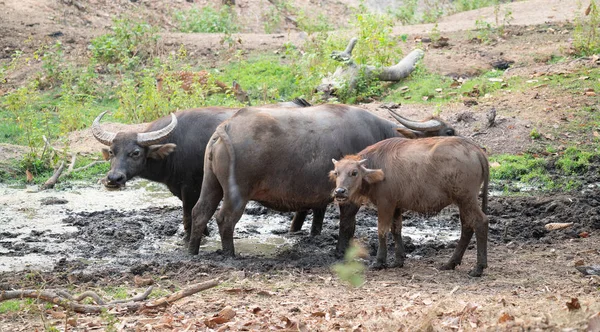 Waterbuffels in Thailand — Stockfoto