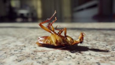 Yerde ölü hamamböceği, böcek kontrol konsepti.