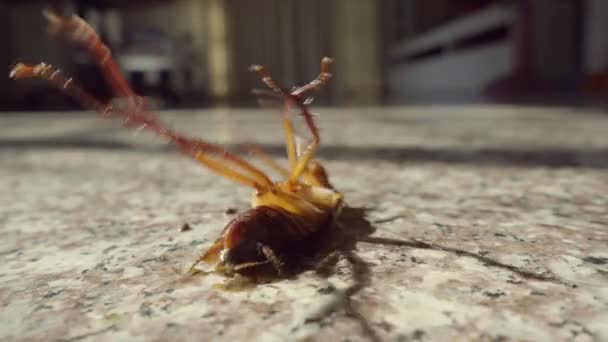 Cucaracha Muerta Suelo Concepto Control Plagas — Vídeo de stock