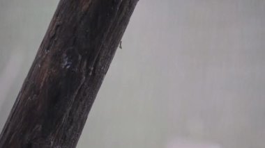 şiddetli yağmur altında ağaç