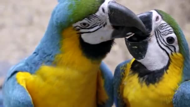 Guacamayo Azul Amarillo Ara Ararauna — Vídeos de Stock