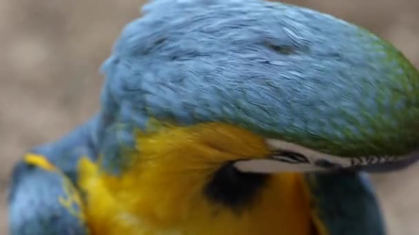 Arara Azul Amarela Ara Ararauna — Vídeo de Stock