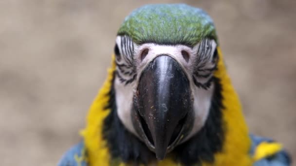 Guacamayo Azul Amarillo Ara Ararauna — Vídeos de Stock