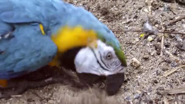 Arara Azul Amarela Ara Ararauna — Vídeo de Stock