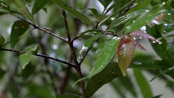 Natuur Verse Groene Blad Onder Zware Regen — Stockvideo