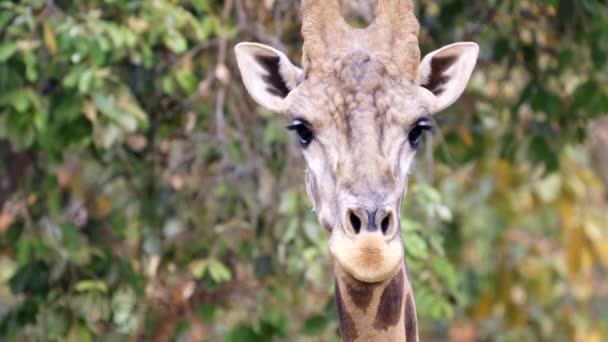 Primer Plano Una Cabeza Jirafa Naturaleza — Vídeos de Stock