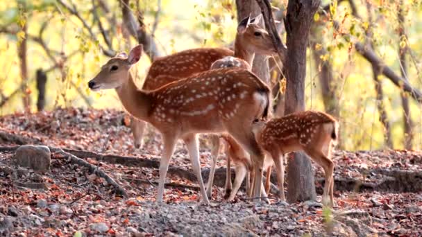 Sika Deer Forest — Stock Video