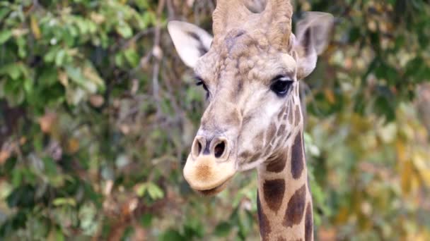 Gros Plan Une Tête Girafe Dans Nature — Video