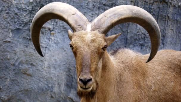 Barbary Owca Ammotragus Lervia Stoi Skalistych Górach — Wideo stockowe