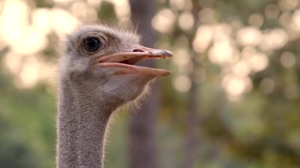 Struisvogel Hoofd Nek Het Park — Stockvideo