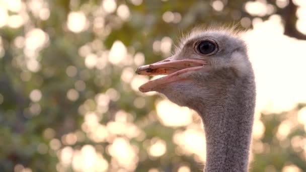 Avestruz Cabeza Cuello Parque — Vídeos de Stock