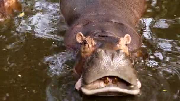 Hippopotamus River — Stock Video