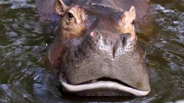 Hippopotamus River — Stock Video