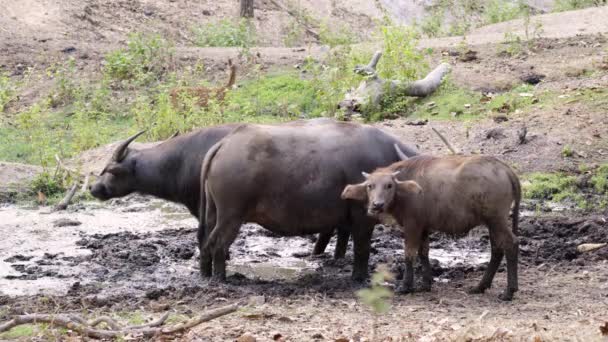 Grupp Vatten Buffel Thailand Landsbygden — Stockvideo