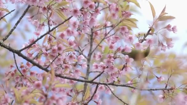 オリエンタルホワイトアイと野生のヒマラヤ桜の花 — ストック動画