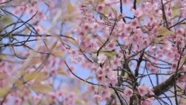 Orientalische Weißauge Und Wilde Himalaya Kirschblüte — Stockvideo