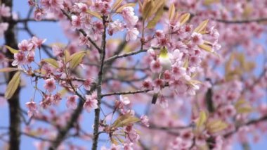 Oryantal beyaz göz ve yabani himalaya kiraz çiçeği