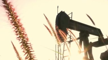 Arka planda pompa ünitesi olan buğday alanı