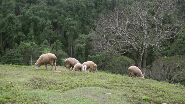 Sheep Feeding Faem — Stock Video