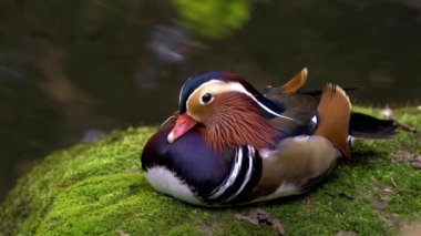 Mandarin ördeği yosunlu kayanın üzerinde dinlenme