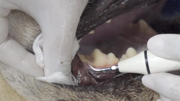 麻酔されたライオンは歯のクリーニングを得る — ストック動画