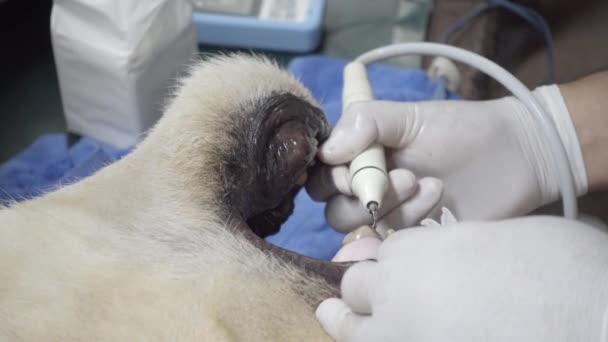 Anaesthetized Lion Get Tooth Cleaning — Stock Video