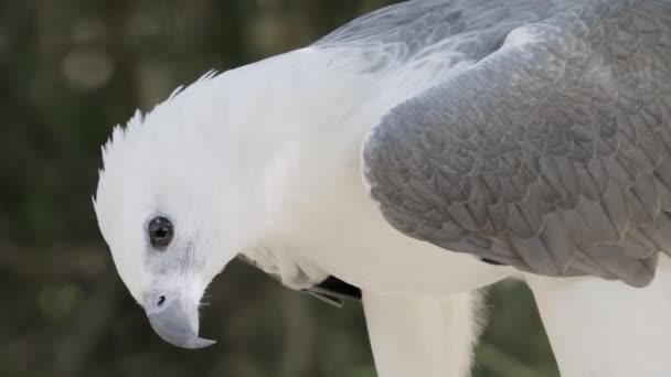 Águila Blanca Del Mar Vientre — Vídeos de Stock