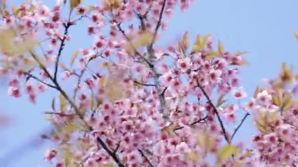 Wild Himalayan Cherry Flower — Stock Video