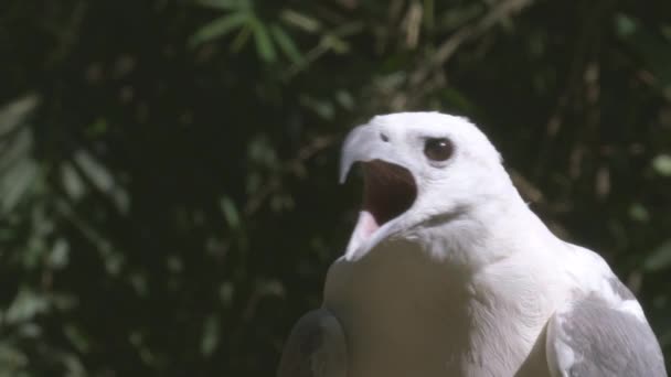 白盔海鹰 — 图库视频影像