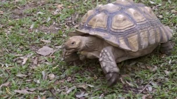 African Spurred Tortoise Sulcata Tortoise — Stock Video