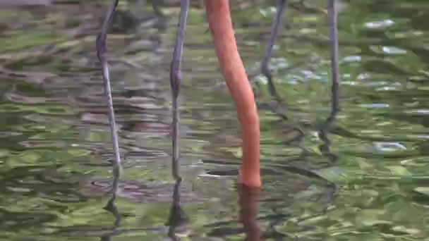 Amerikaanse Flamingo Phoenicopterus Ruber Voeden Vijver — Stockvideo