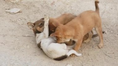 Genç köpek yerde oynuyor.